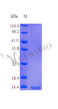 CSB-AP002291HU