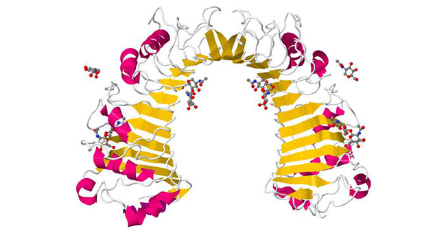 CD14的結(jié)構(gòu)