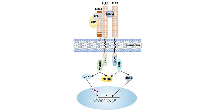 CD14-LPS介導(dǎo)的信號通路