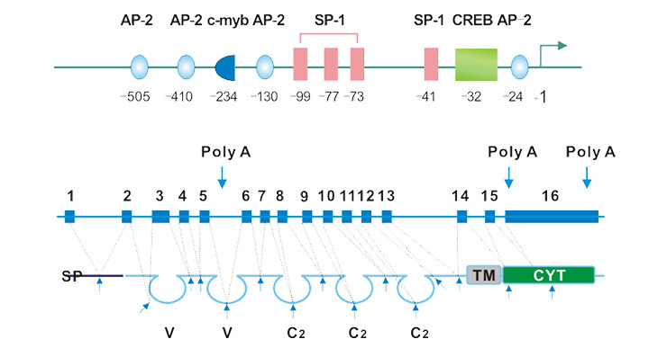 Schematic representation of the exon–intron and promoter structure of the CD146 gene