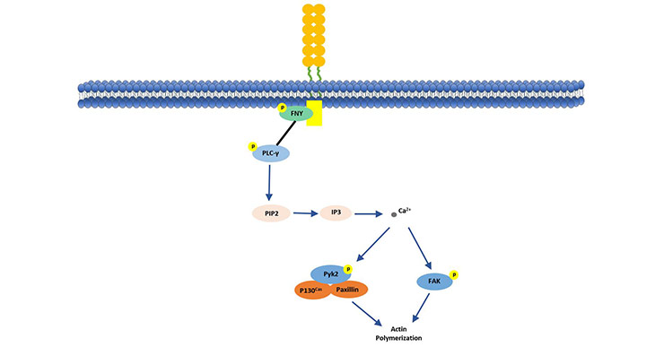 Expression of Id-1 is regulated by CD146