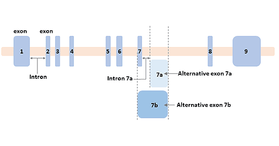 GFAP的基因結(jié)構(gòu)