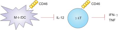 CD46 modulates innate cell functions