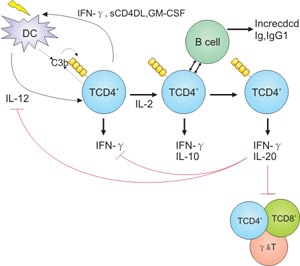 Regulation of adaptive T cell responses