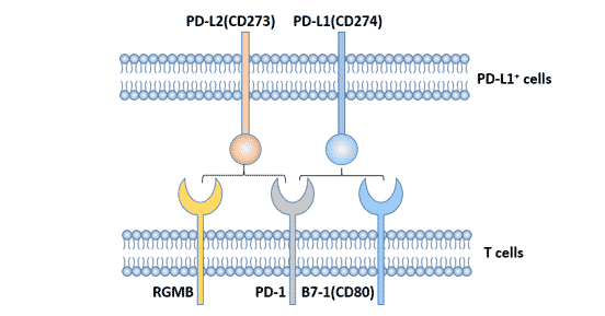 PD-1的配體