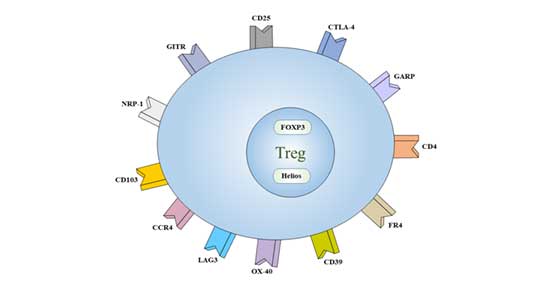 Treg細(xì)胞的標(biāo)志物