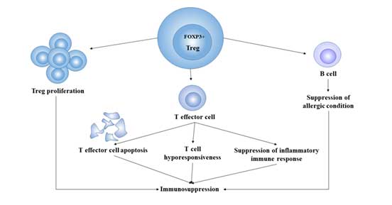Treg細(xì)胞的免疫抑制作用