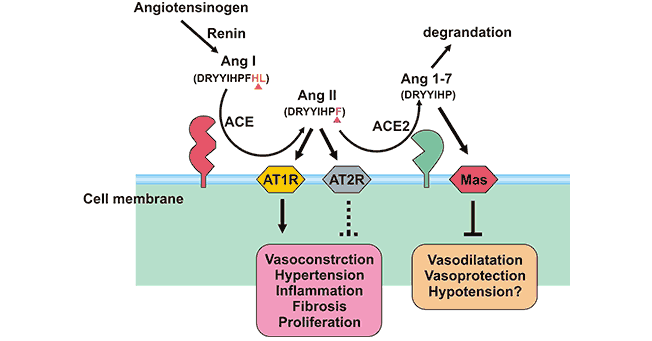 The role of ACE2 and ACE