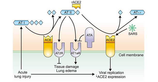 Regulation of ACE and ACE2 during coronavirus-induced lung injury