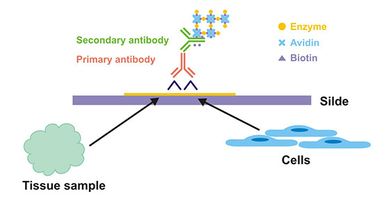 The theoretical diagram of IHC