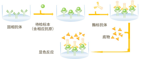 雙抗體夾心法