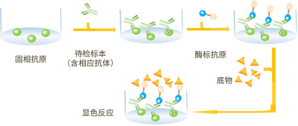 雙抗原夾心法