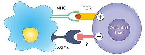 VSIG4作為T(mén)細(xì)胞抑制分子的作用