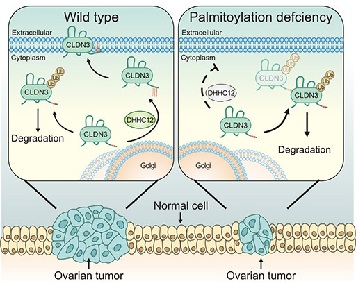 CLDN3表達(dá)受到棕櫚酰轉(zhuǎn)移酶ZDHHC12調(diào)控
