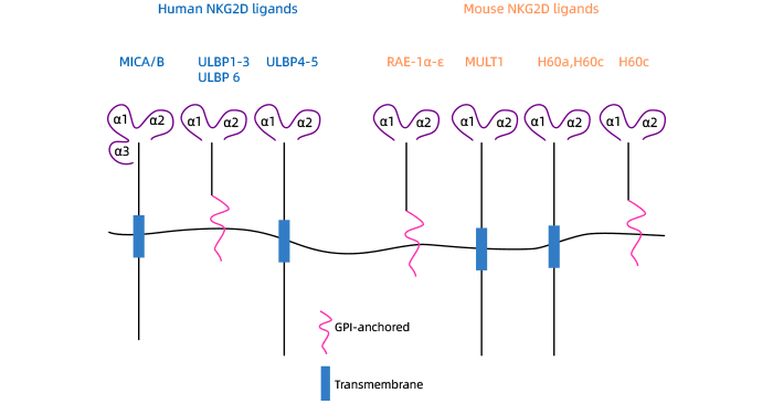 人和鼠NKG2D ligands的結(jié)構(gòu)