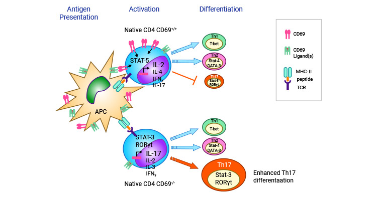 CD69調(diào)節(jié)T細胞向Th17細胞分化