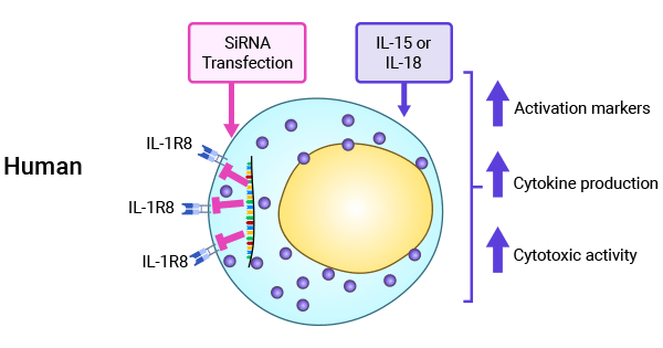 SIGIRR（IL-1R8）在調(diào)控NK細(xì)胞功能中的重要性