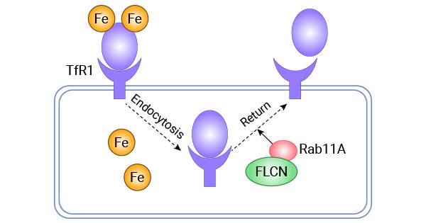 FLCN通過Rab11A調(diào)控Tf-TFR1蛋白的回收運輸