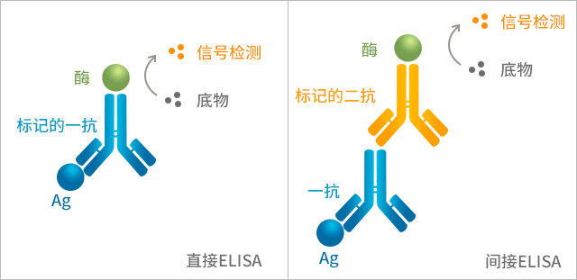 直接ELISA與間接ELISA