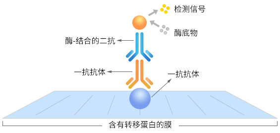 Western Blot