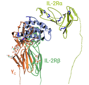 IL-2與IL-2α、β和γ鏈受體復(fù)合物結(jié)構(gòu)示意圖