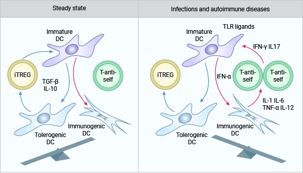 IL-10和TGF-β參與CD4+CD25+Treg（iTREG）的免疫調(diào)節(jié)作用機制