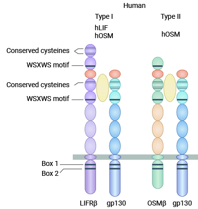 I型OSM受體（gp130/LIFRβ）和Ⅱ型OSM受體（gp130/OSMRβ）