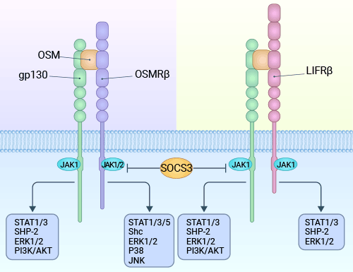 OSM通過兩種類型的受體傳導(dǎo)信號：I型受體（gp130/LIFRb）和II型受體（gp130/OSMRb）復(fù)合物