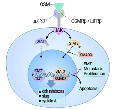 OSM受體的結(jié)合激活JAK3/STAT1途徑，并對癌細胞施加細胞毒作用