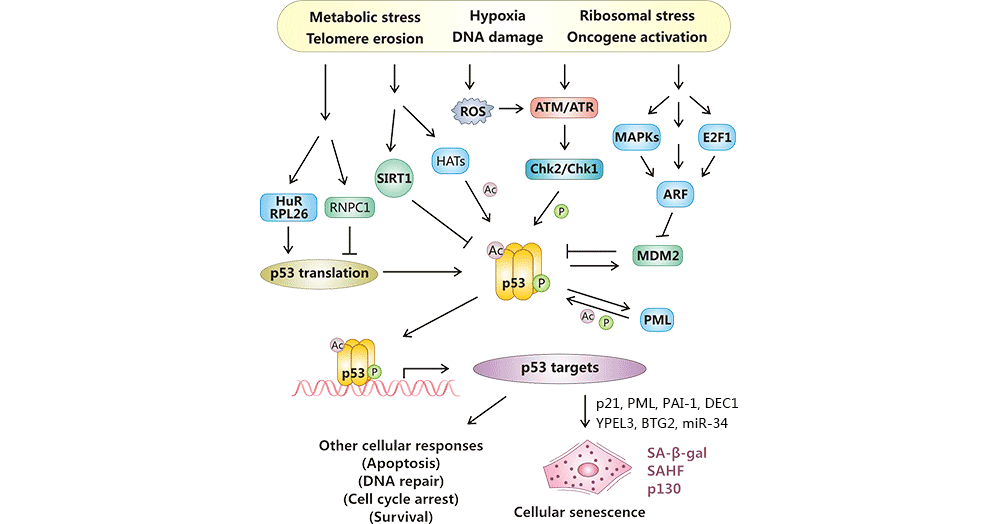 p53對細(xì)胞衰老的調(diào)控