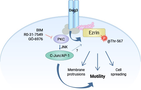 DSG3通過PKC/AP-1調(diào)控Ezrin的磷酸化，促進腫瘤細(xì)胞的浸潤