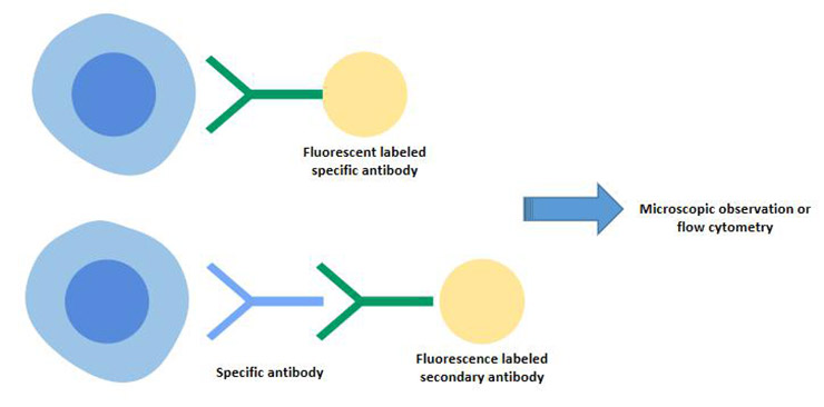 間接免疫熒光和直接免疫熒光技術(shù)