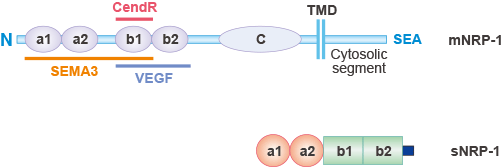 Neuropilin-1 (NRP1)的結(jié)構(gòu)