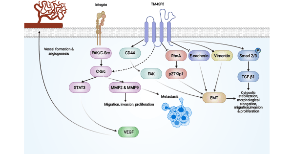 TM4SF1的抗腫瘤血管生成的調(diào)控機(jī)制