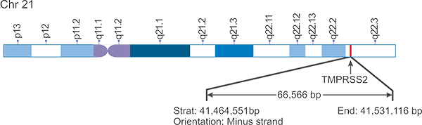 TMPRSS2基因組定位示意圖