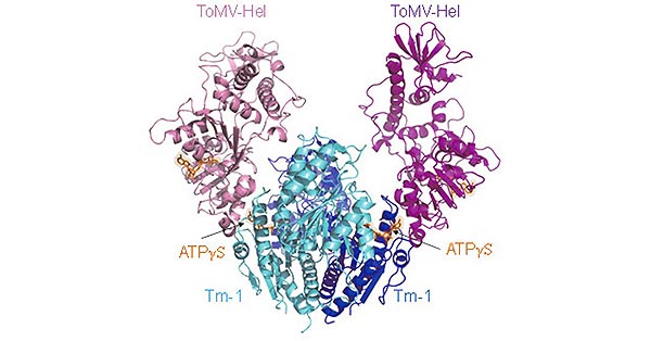 ToMV-Hel和Tm-1(431)配合物的晶體結(jié)構(gòu)