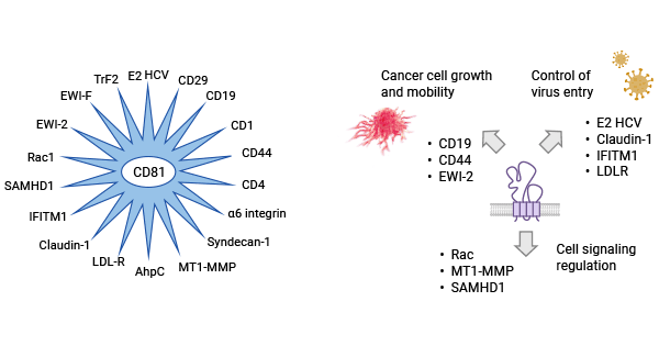 CD81與病毒感染相關(guān)機(jī)制