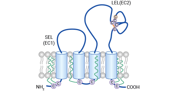 CD81的結(jié)構(gòu)