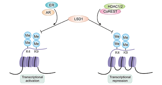 LSD1同時充當轉(zhuǎn)錄激活劑或抑制劑