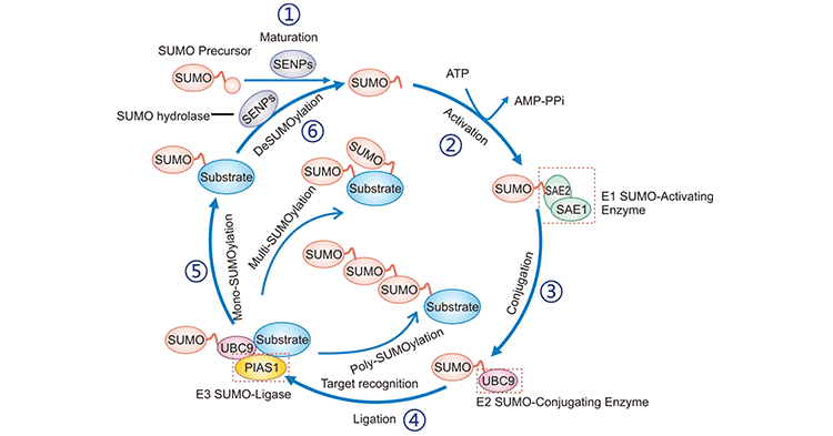 SUMO化催化循環(huán)