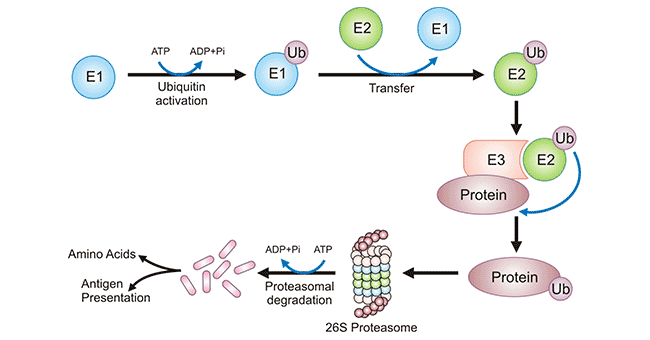 蛋白質(zhì)的泛素化過(guò)程及其降解