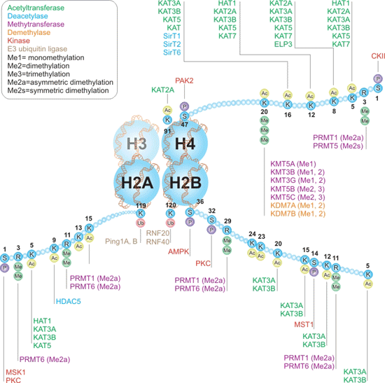 組蛋白H2A、H2B和H4的書寫者和擦除者互動(dòng)途徑