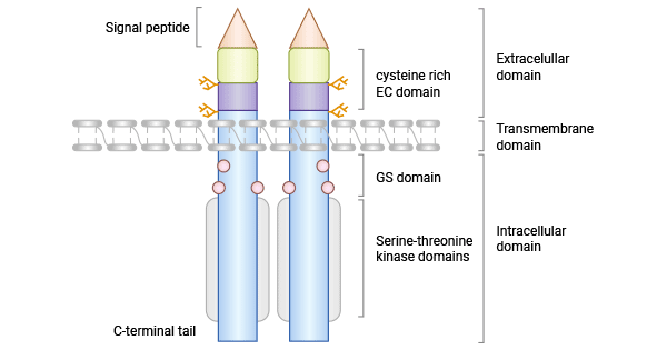 ACVRL1/ALK1的結(jié)構(gòu)