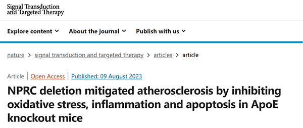 NPRC deletion mitigated atherosclerosis by inhibiting oxidative stress, inflammation and apoptosis in ApoE knockout mice 