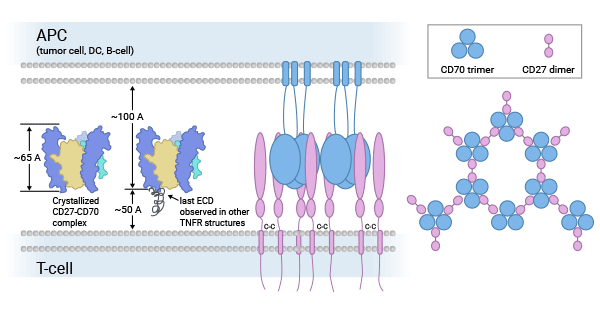 CD70-CD27配受體的生物學功能