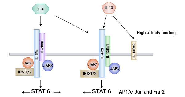 IL-4R/IL-4Rα相關(guān)的機(jī)制