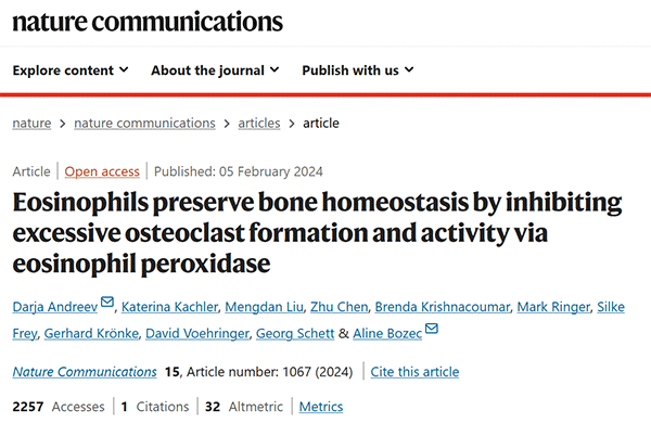 Eosinophils preserve bone homeostasis by inhibiting excessive osteoclast formation and activity via eosinophil peroxidase