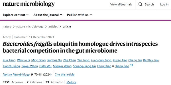 Bacteroides fragilis ubiquitin homologue drives intraspecies bacterial competition in the gut microbiome