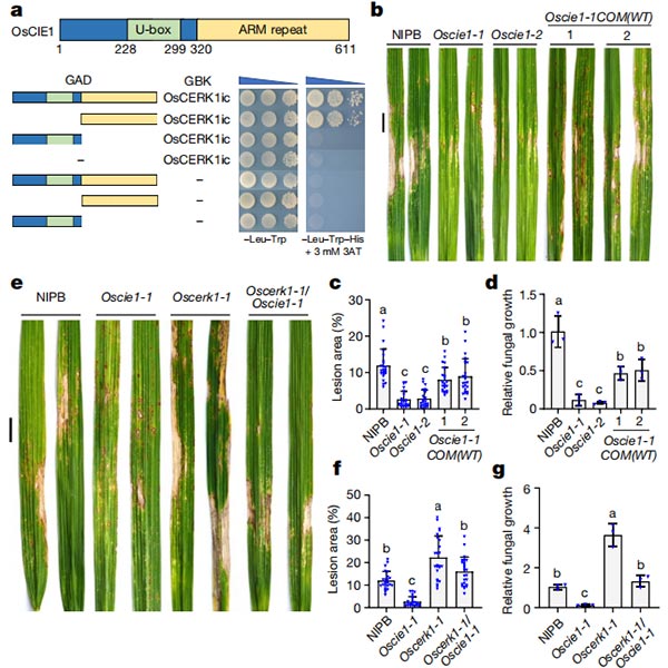 OsCIE1與OsCERK1相互作用，負(fù)調(diào)控OsCERK1介導(dǎo)的免疫