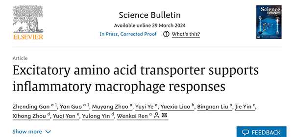 Excitatory amino acid transporter supports inflammatory macrophage responses